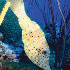 Filefish - Leather Jacket