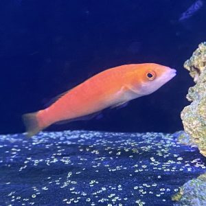 Wrasse - Smalltail Pencil (Female)