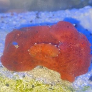 Frogfish - Red Angler