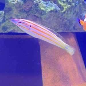 Wrasse - Red Cigar