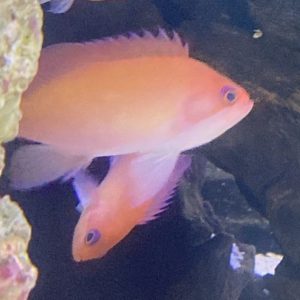Anthias - Stocky