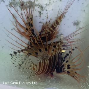 Lionfish - Antennata