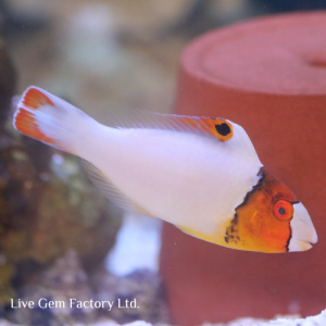 Parrotfish - Bicolor