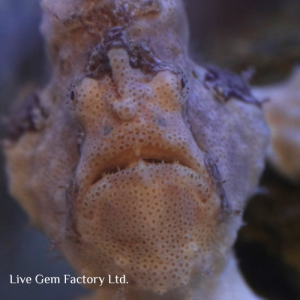 Frogfish - Coloured