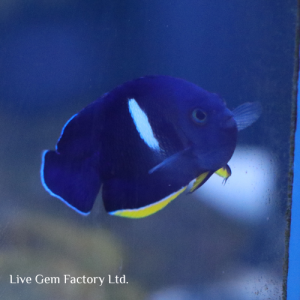 Angelfish - Keyhole