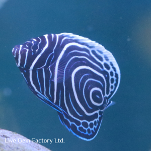 Angelfish - Emperor