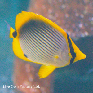 Butterflyfish - Blackback