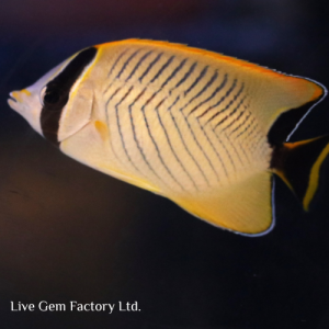 Butterflyfish - Chevron