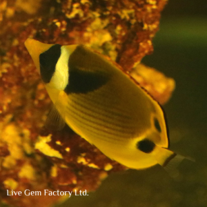 Butterflyfish - Raccoon