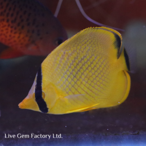 Butterflyfish - Latticed
