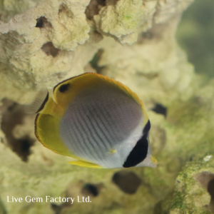 Butterflyfish - Panda