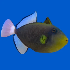 Triggerfish - Pinktail