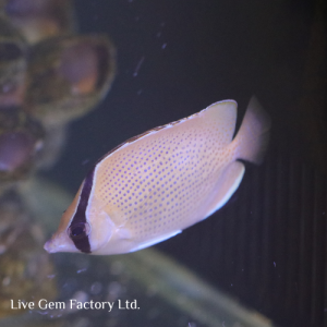 Butterflyfish - Speckled