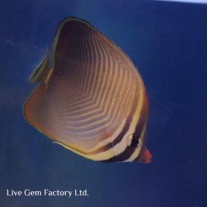 Butterflyfish - Triangle