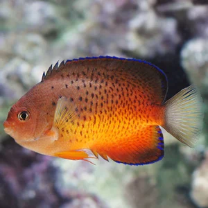 Angelfish - Rusty