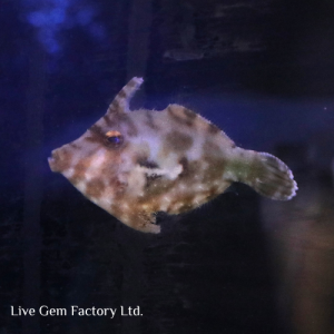 Filefish - Aiptasia Eating