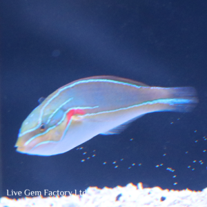 Wrasse - Red Shoulder