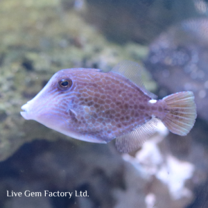 Filefish - Spotted