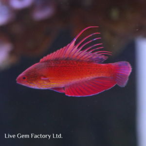 Wrasse - Linespot Flasher