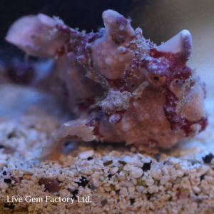 Frogfish - Warty