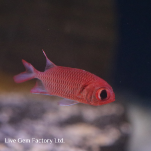 Squirrelfish - Big Eye