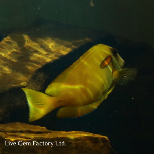 Tang - Orange Shoulder
