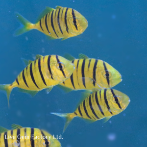 Trevally - Golden