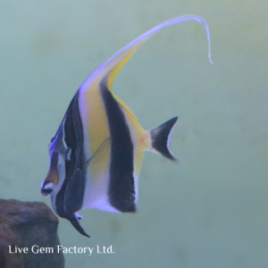 Moorish Idol