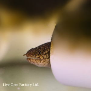 Eel - Mud Moray