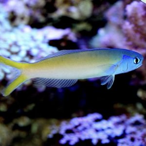 Tilefish - Blue Face