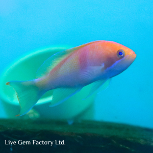 Anthias - Tricolor