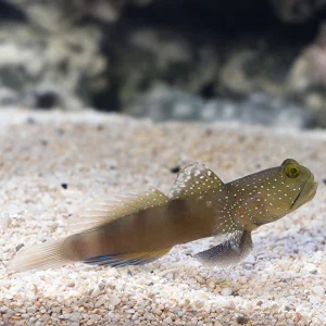 Goby - Blue Spotted Watchman