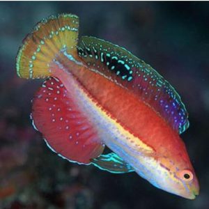 Wrasse - Kato Fairy