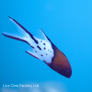 Hogfish - Lyretail