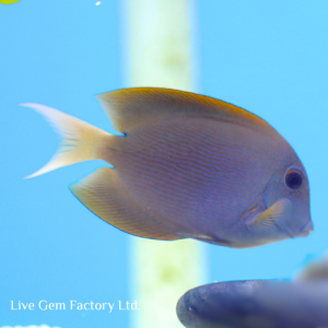 Tang - Orange Stripe