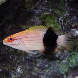 Hogfish - Saddleback