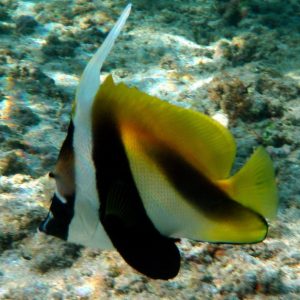 Butterflyfish - Masked Heniochus