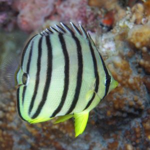 Butterflyfish - Eight Banded