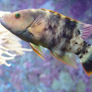 Wrasse - Tripletail Maori