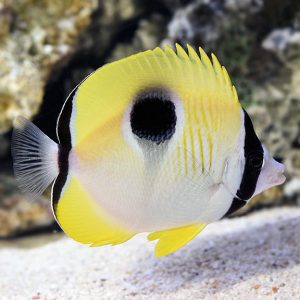 Butterflyfish - Teardrop