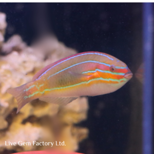 Wrasse - Three Lined Rainbow