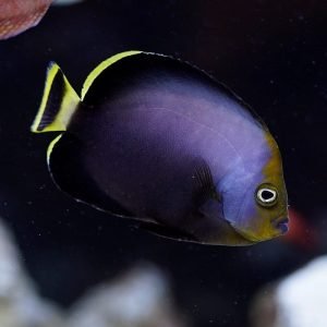 Angelfish - Poma