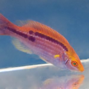Wrasse - Lubbock Fairy