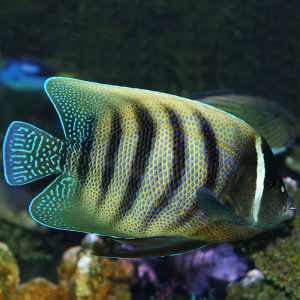 Angelfish - Sixbar
