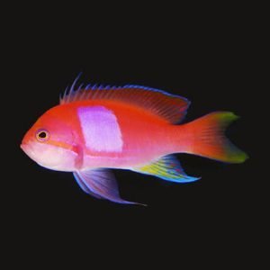 Anthias - Square