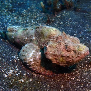 Stonefish - White/Red