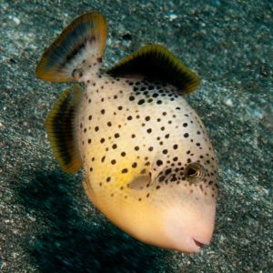 Triggerfish - Pineapple