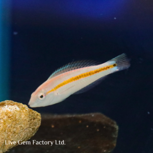 Wrasse - Hartzfeld